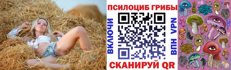 Галлюциногенные грибы Psilocybe  нарко площадка какой сайт  Алзамай  блэк спрут рабочий сайт 